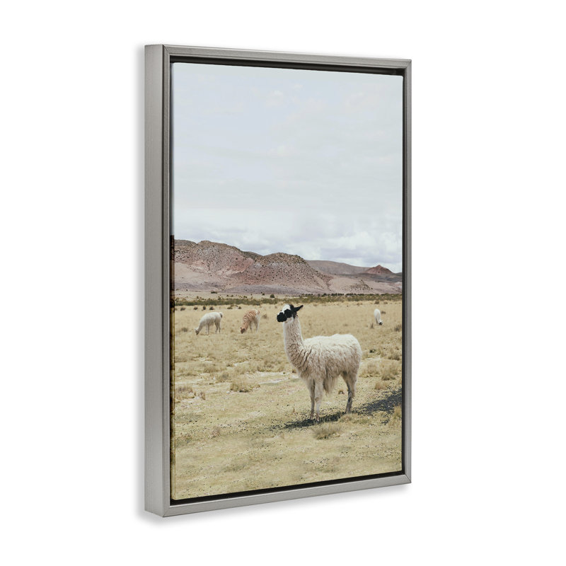 «Wild Alpacas in Desert», toile flottante encadrée par Sissi et Seb, Cadre flottant gris lustré, H 31 po x l 21 po