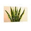 Plantes et fleurs, motif de feuilles de plantes-649474818-649474820-649474822