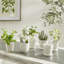 Mirabelle Ceramic Planter