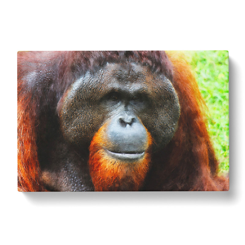 Orangutan Monkey Vol.1 - Wrapped Canvas, 40cm H x 60cm W x 3cm D