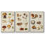 " Mushroom Species I " 3 - Pieces-91891186-91891189
