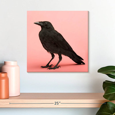 Crowle Black Carrion Crow
