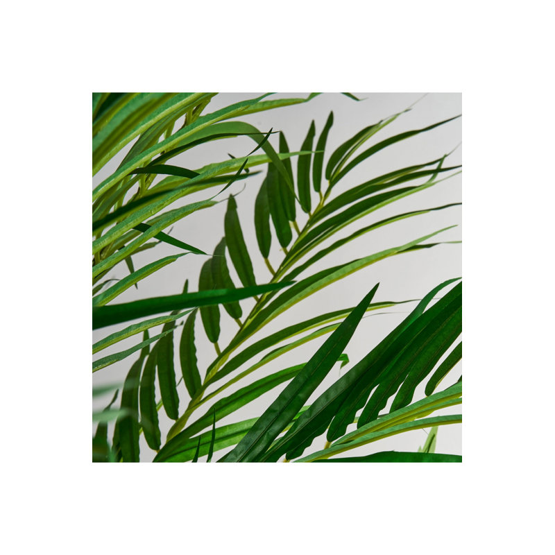 Palmera Tracie