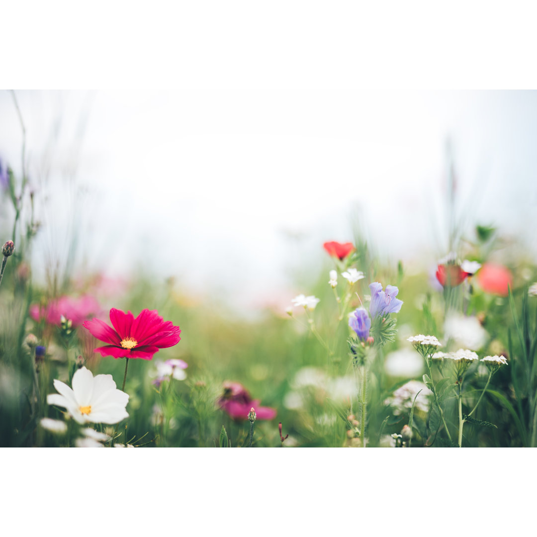 Wiese mit bunten Blumen von Borchee - Drucken