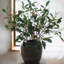 Tige de feuille snow berry-2021644641-2021644644