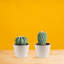 2 Piece Costa Farms Live Cactus Low Maintenance Plant in Ceramic Planter