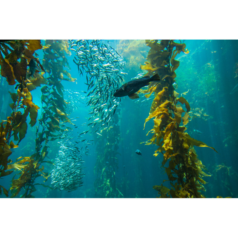 Monterey by Fdastudillo - Wrapped Canvas Print, 30cm H x 46cm W