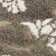 Chanhassen Shag Performance Floral Rug