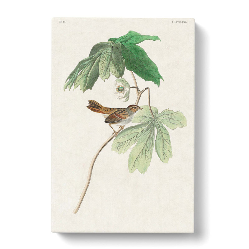 Swamp Sparrow by John James Audubon - Wrapped Canvas, 50cm H x 35cm W x 3cm D