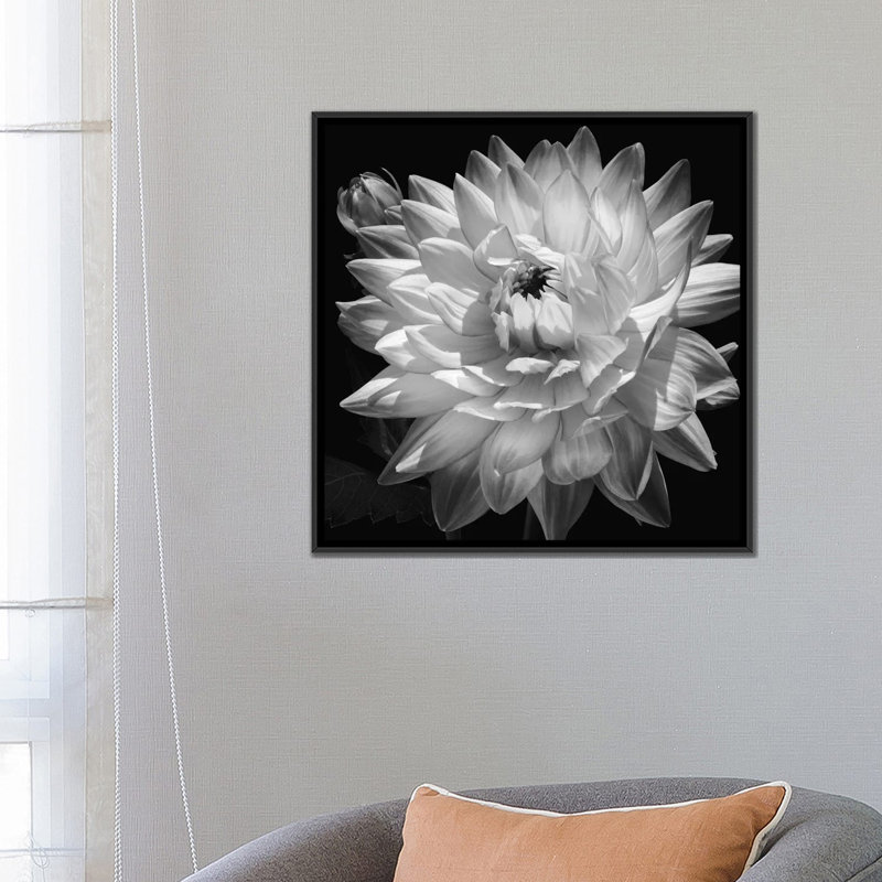 «White Dahlia II», impression sur toile, H 26 po x l 26 po x p 1,5 po, Toile avec cadre noir, Pas de tapis