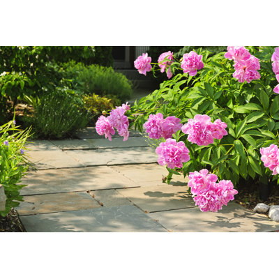 Pivoines roses - photographie sur toile tendue