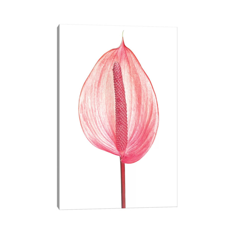 Prime by Honeymoon Hotel - Wrapped Canvas Print, 66.04 cm H x 45.72 cm W x 3.175 cm D