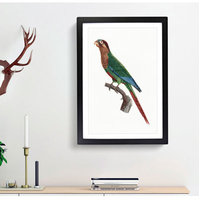 Wave-Breasted Parakeet by F. Levaillant - Framed Print