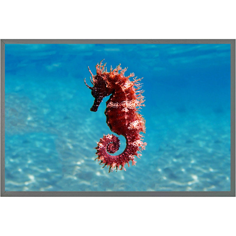 Abdulazim Mediterranean Seahorse 1 Piece Single Picture Frame Wall Art, 76cm H x 114cm W x 4cm D, Grey Framed