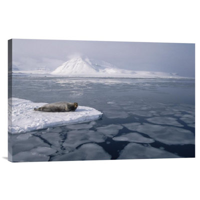 " Bearded Seal On Ice Floe, Norway "