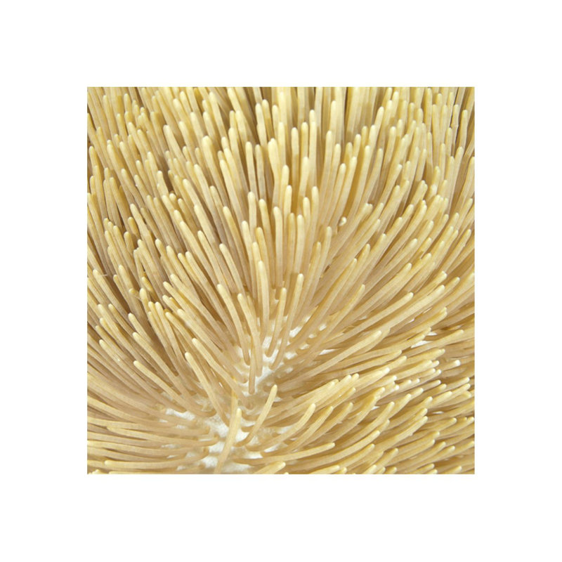 Underwater Beauty V Print by Austin Beiv, 36" H x 36" W x 1.5" D, Outdoor