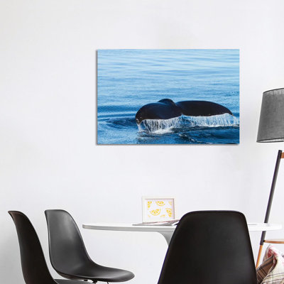 Water Flows Off A Humpback Whale's Tail As It Prepares To Dive, British Columbia 1 Piece Wrapped Canvas Wall Art