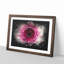 Heart of a Pink Gerbera - Picture Frame Graphic Art Print-56863472-56863477
