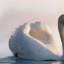 Print on Canvas-22842618-22877441