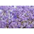 Jacaranda Tree Purple Blossoms In Spring Time by Imamember - No Frame Print on Canvas-498644164