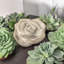 Kermit Plants & Flowers Figurines & Sculptures-1952720101-1952720100