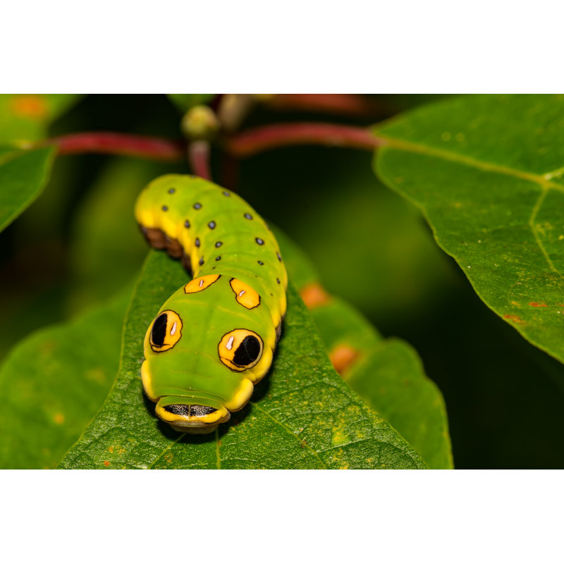 Lazzuro Butterfly Caterpillar - Wrapped Canvas Print, 20cm H x 30cm W x 3.8cm D
