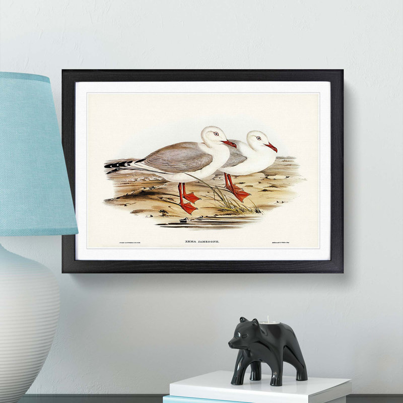 Jameson's Gull by Elizabeth Gould - Picture Frame Graphic Art Print, Black Framed, 36cm H x 48cm W x 2cm D