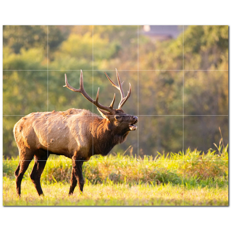 Cerf photo 6 x 6
