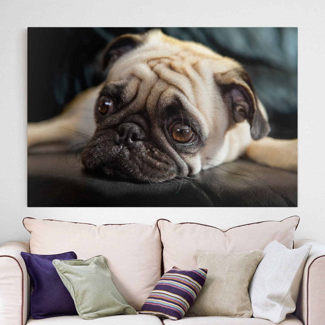 Leinwandbild Pensive Pug