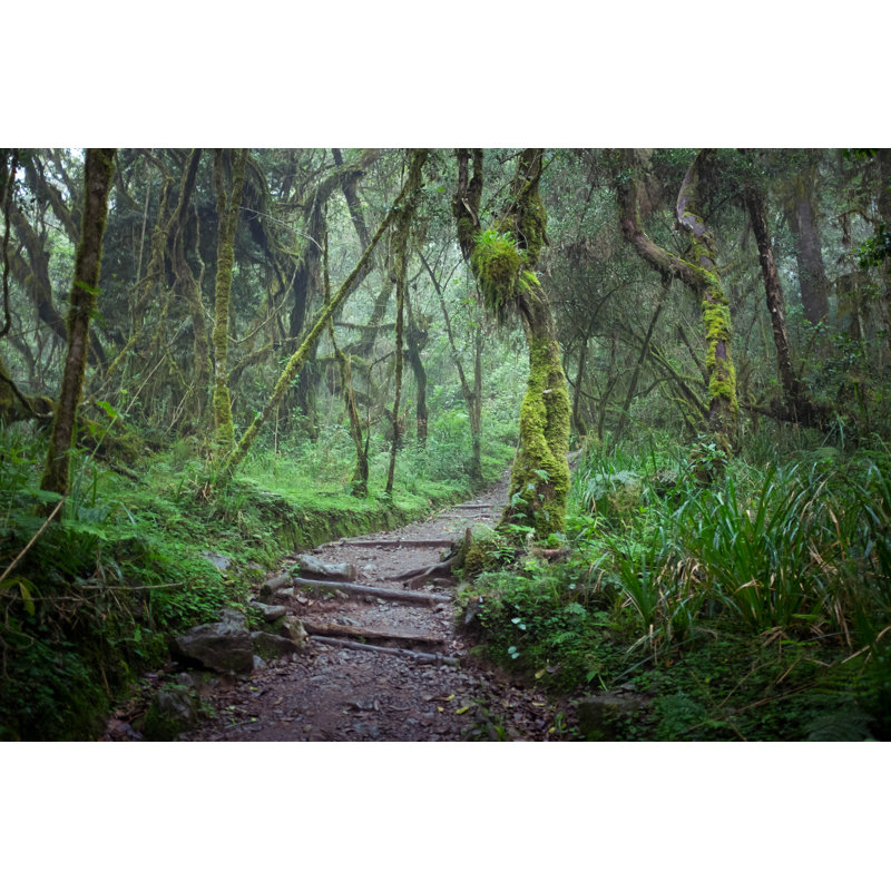 Path In Rainforest, Kilimanjaro by Babetz - Wrapped Canvas Print, 51cm H x 76cm W x 3.8cm D
