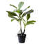 Figuier figuier en pot-1422757176