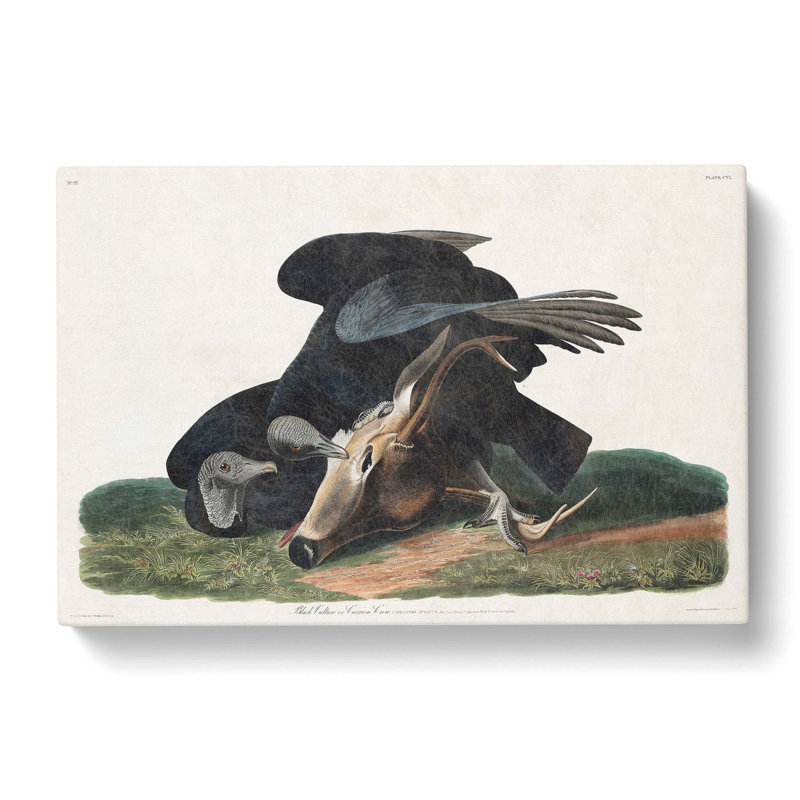 Black Vultures - Wrapped Canvas Painting, 50cm H x 76cm W x 3cm D