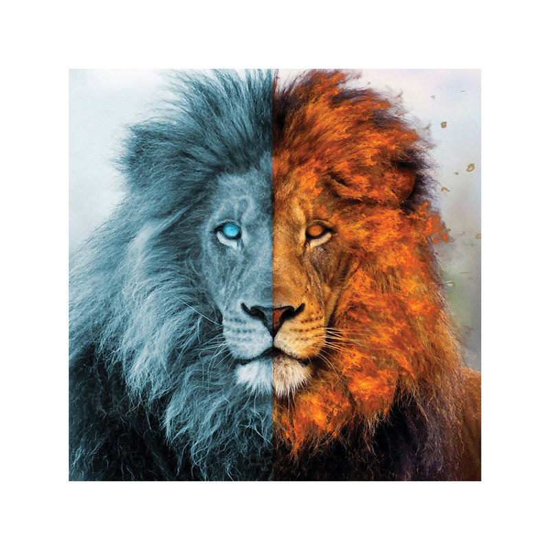 Aslan - Wrapped Canvas Print, 66.04 cm H x 66.04 cm W x 1.91 cm D