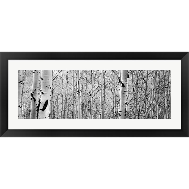 Décoration murale Aspen Trees in a Forest