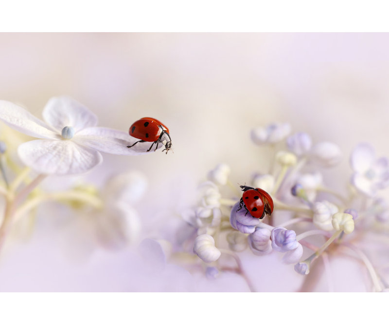Wrapped Canvas Print, 60.96 cm H x 91.44 cm W