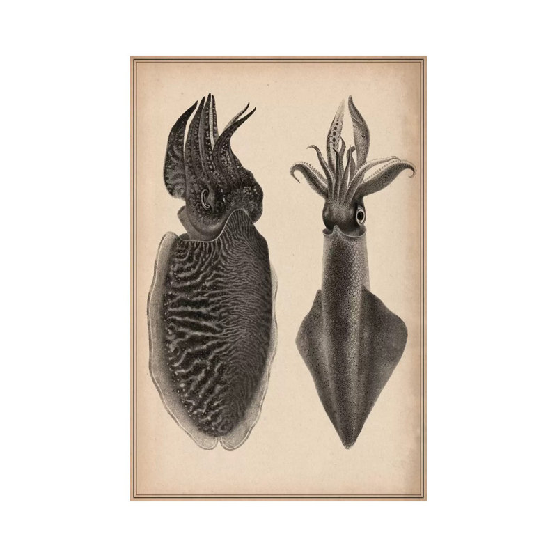 Octopus Squid Scientific by Unknown Artist - Wrapped Canvas Print, 101.6 cm H x 66.04 cm W x 3.175 cm D