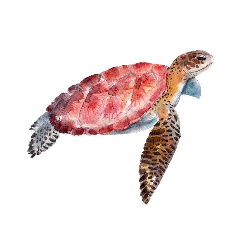 Illustration aquarelle d'Elya la tortue, H 8 po x l 12 po