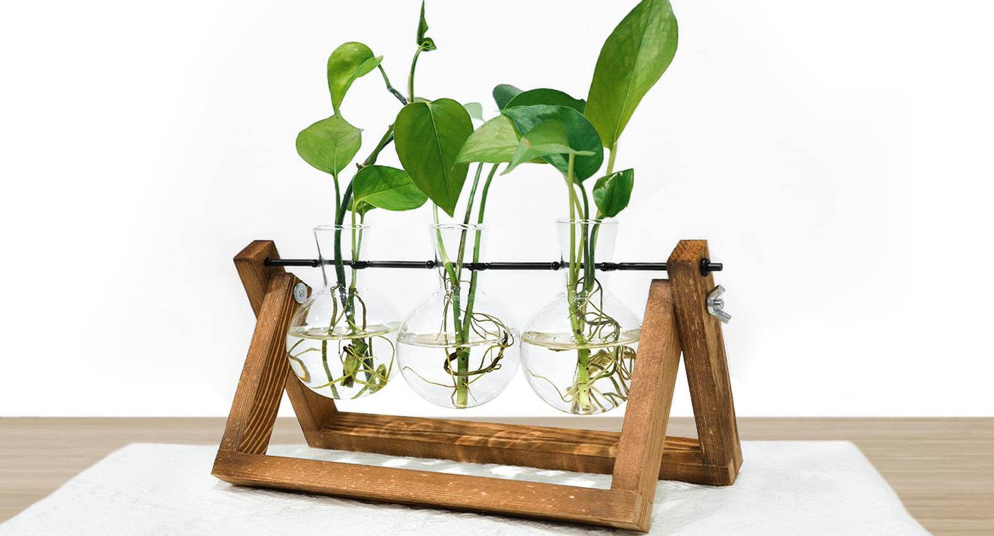 money tree plant botanical name Money Tree main image 1