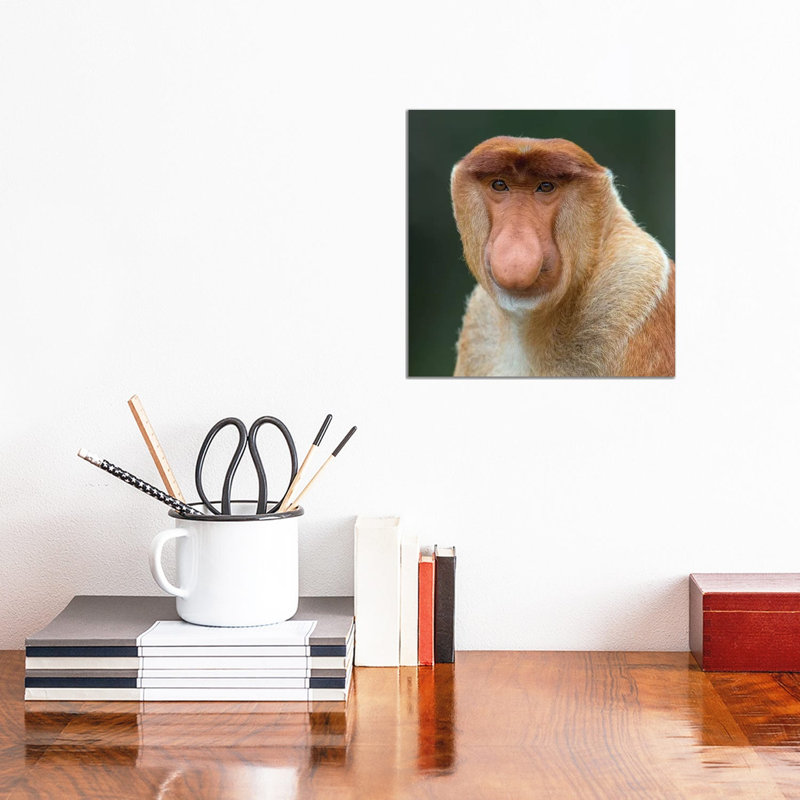 Proboscis Monkey Male Portrait Borneo by Mogens Trolle - Wrapped Canvas Print, 30.48 cm H x 30.48 cm W