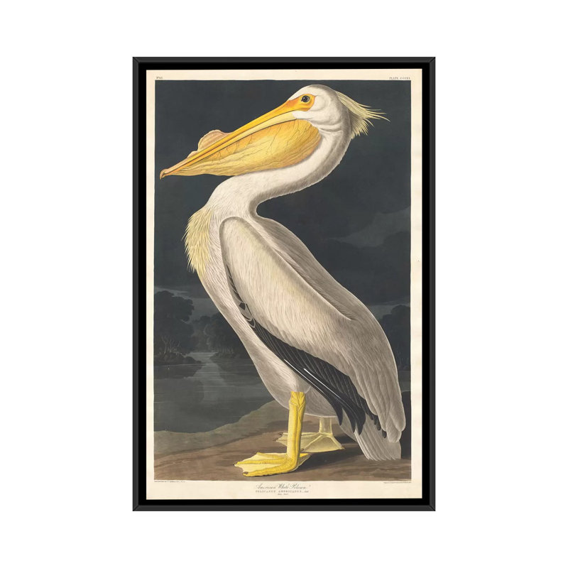 « american pelican », reproduction sur toile, H 26 po x l 18 po x P 1,5 po, Toile avec cadre noir, Pas de tapis