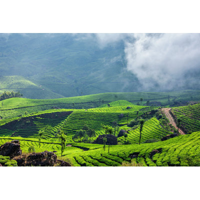 " Green Tea Plantations " by F9Photos