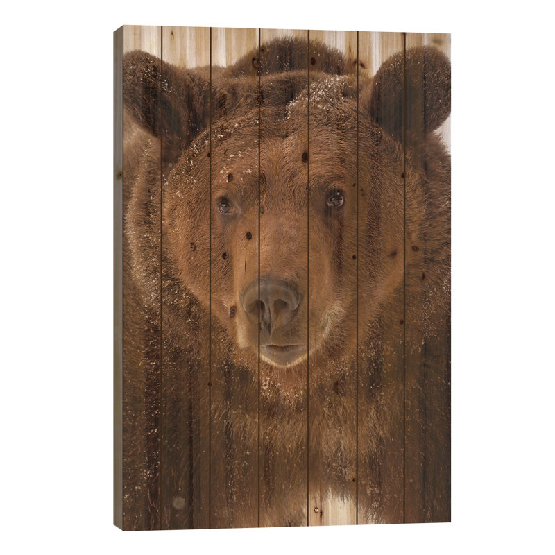 Grizzly en hiver, Ursus Arctos, Montana par - Sans cadre sur bois, L 18 po x H 26 po