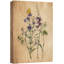 Fleur sauvage vibrante, lavande, bleu, nature, art moderne, botanique, floral-92187280-92187281