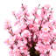 120cm Blossom Plant-2117177461