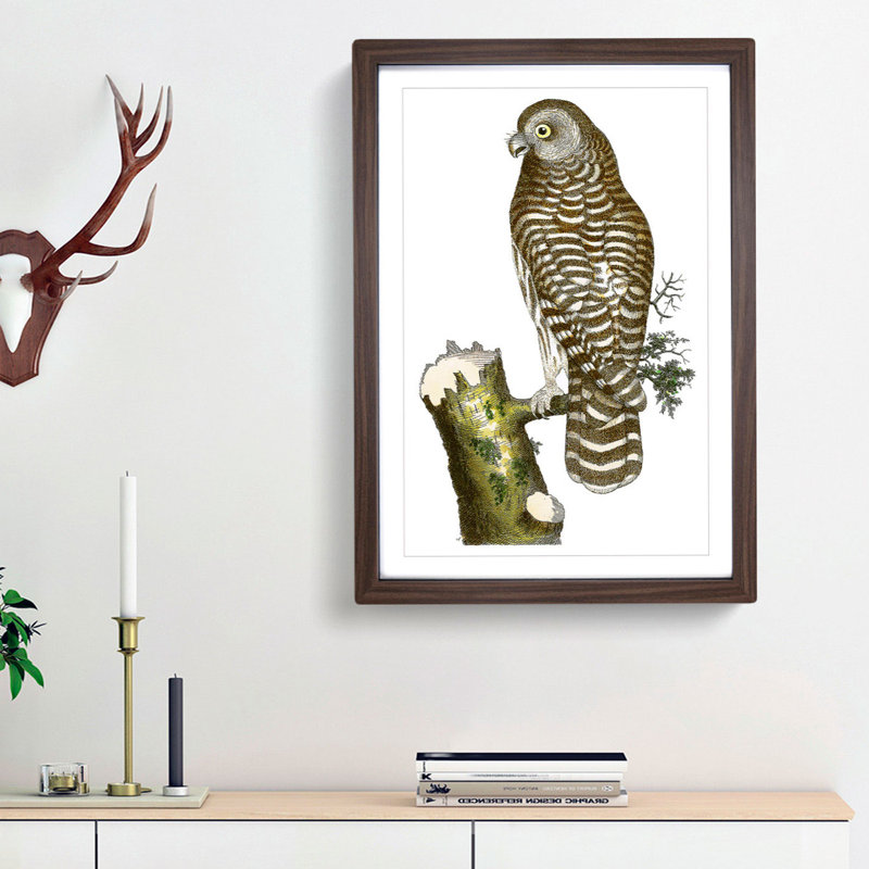 Clouded Owl by George Shaw - Framed Print, 36cm H x 27cm W x 2cm D, Walnut Framed