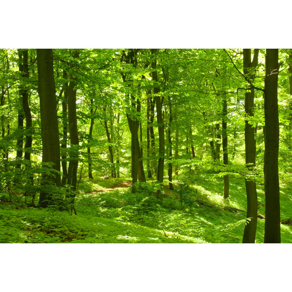 Union Rustic Green Forest - Wrapped Canvas Photograph | Wayfair.co.uk