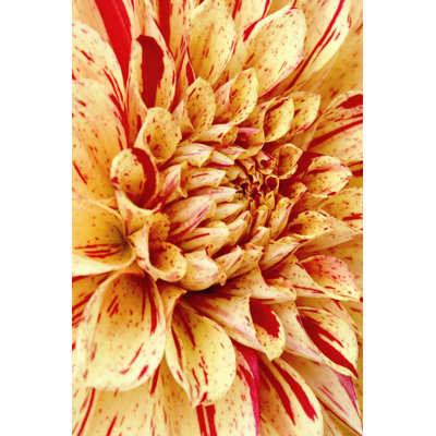 Dahlia III by Rachel Perry - Wrapped Canvas Art Prints