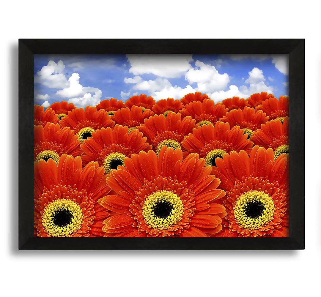 Gerahmtes Leinwandbild Orange Gerbera Heaven