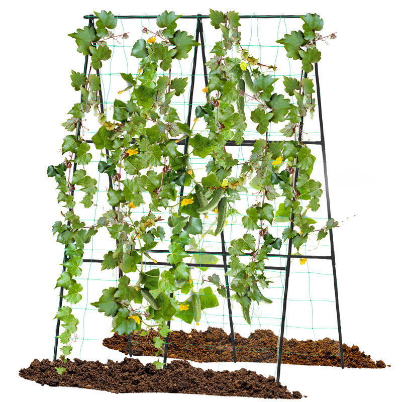 126cm W Metal Arched Trellis