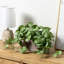 Fausse plante artificielle bégonia en pot